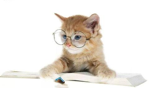 娱乐吃瓜猫的作品